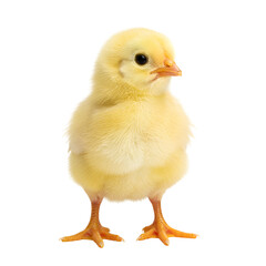 Obraz premium baby chicken isolated on white background