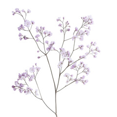 Delicate Baby Breath Flowers on Black Background Botanical Beauty isolated on a white background