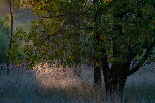 738-60 Morning Lit Grass