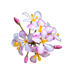 Delicate cluster of pale pink and white orchid flowers with yellow centers against a black background
