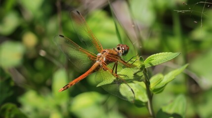 Fototapeta premium Macro Insect Wildlife: Green Dragonflies, Red-Eyed Damselflies & Yellow Grasshopper Close-Ups