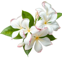 Delicate white jasmine flowers with green leaves against a stark black background