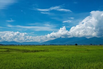 Fototapeta premium Green rice field with mountains under cloudy sky