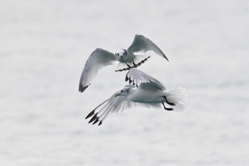 A pair of Black-legged Kittiwakes (Rissa tridactyla) hunting for seafood in Resurrection Bay, Alaska.