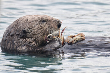Fototapeta premium A Northern Sea Otter (Enhydra lutris kenyoni) enjoys a crab feast while floating in Alaska's Resurrection Bay.