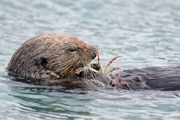 A Northern Sea Otter (Enhydra lutris kenyoni) enjoys a crab feast while floating in Alaska's Resurrection Bay.