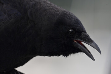 Closeup view of an American Crow (Corvus brachyrhynchos).
