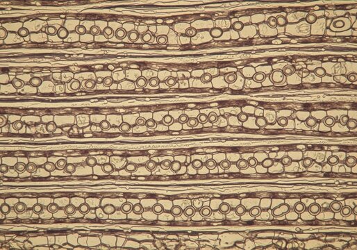 Hyper realistic longitudinal section image of tracheids showing elongated narrow cells with bordered pits in detailed plant xylem tissue for botanical and biological study
