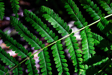 Close up of a fern in the forest