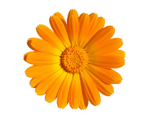 Marigold flower isolated on a white background, png