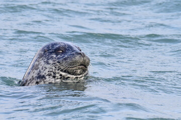 Obraz premium A chubby Harbor Seal (Phoca vitulina) floats serenely in Resurrection Bay, Alaska.