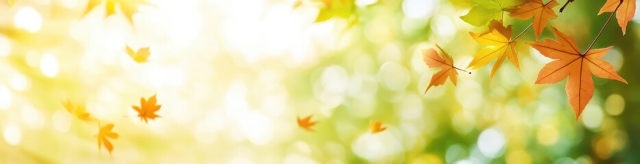 Fototapeta premium Autumn Maple Leaves Falling with Soft Bokeh Background, Warm Light and Colorful Fall Foliage. Nature, Seasonal and Botanical Concept.