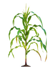 Corn plant  growing isolated on transparent background for garden design.
