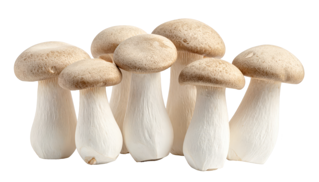 Close-up of a cluster of fresh, whole Enoki mushrooms, showcasing their light brown caps and crisp white stems against a pure black background.