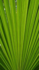 Obraz premium Close-up of vibrant green palm frond