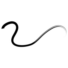 Hand Drawn Brush Line