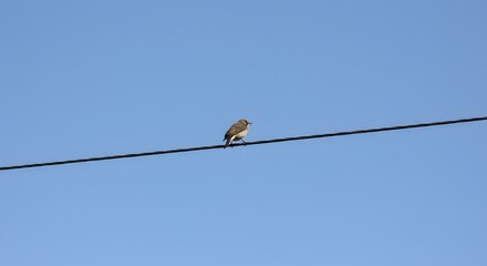 Bird perched on wire