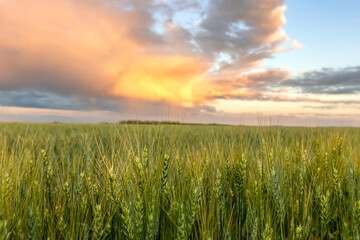 Sunset in prairies, green wheat field and orange sky. © Saeedatun