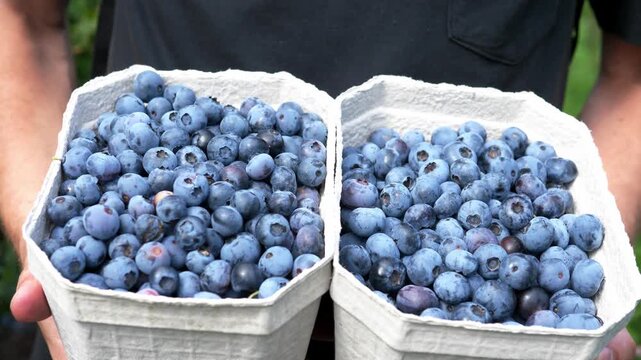 A person is harvesting fresh blueberries, carefully picking ripe ones from the bush and placing them into a small cardboard container. The lush green leaves and clusters of blueberry berries in