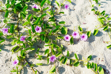 Ipomoea pes-caprae on a beach to help solve poison from a jellyfish.as herbal plants