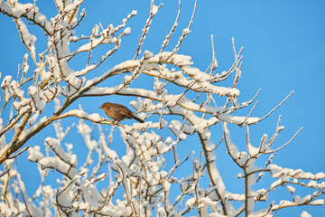 Nature, tree and bird on snow branches for biodiversity, sustainable environment and ecosystem. Blue sky, winter background and blackbird in natural habitat outdoor for shelter, safety and ecology