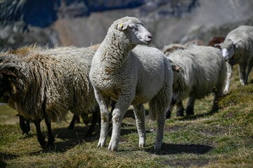 High resolution close up color image of a herd of sheep grazing on the Italian alps part of the famous TMB- Tour du Mont Blanc trail.