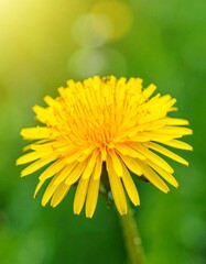 Close-up of a vibrant yellow dandelion (1)