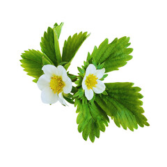 Strawberry blossoms with green leaves on black background