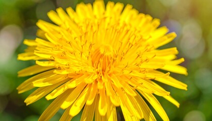 Close-up of a vibrant yellow dandelion