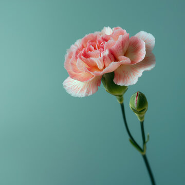 pink carnation flower