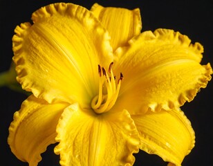 Close-up of a vibrant yellow flower (2)