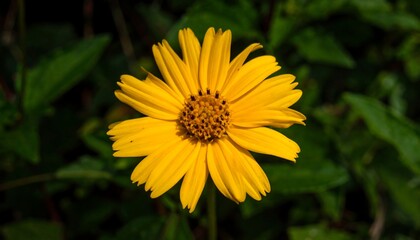 Close-up of a vibrant yellow flower (3)