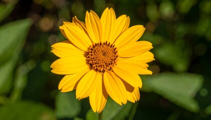 Close-up of a vibrant yellow flower (5)