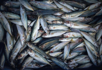 top view of Collection of Indian Mackerel fish for sale in the market.