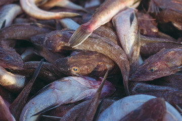 Close up shot of wanieso lizard fish for sale in the fish market.