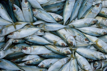 Top view of Indian Mackerel fish collection.