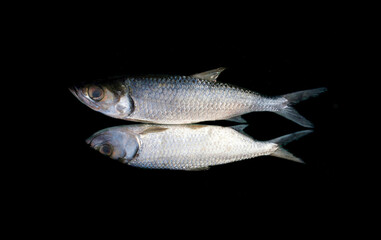 The Indo-Pacific tarpon (Megalops cyprinoides) fishes isolated on black background.