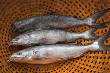 Group of silver catfish for sale in the market.