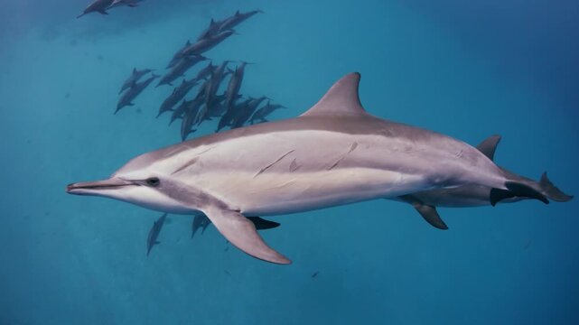 Honaunau Bay Dolphins At Rest 2