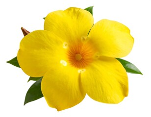 Close-up of a vibrant yellow flower with green leaves