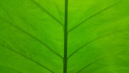 Very fresh taro leaf background Close Up shot. Perfect for documentaries about tropical rainforests and World Wildlife Conservation Day on December 4th.