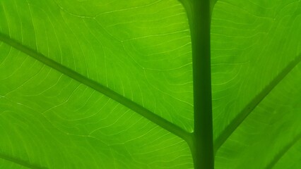 Very fresh taro leaf background Close Up shot. World Environment Day on June 5th.