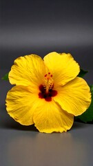 Close-up of a vibrant yellow hibiscus flower