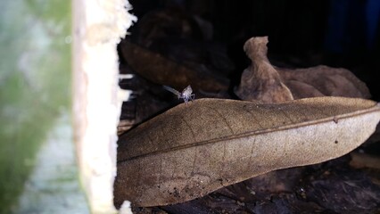 Photo of a rare small animal. Perfect for documentaries about tropical rainforests and World Wildlife Conservation Day on December 4th.