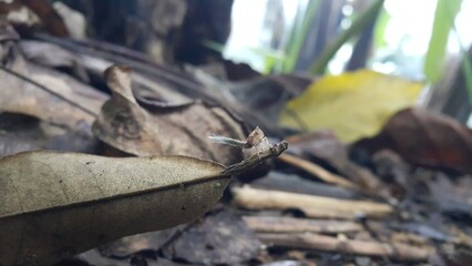 Photo of a rare small animal. World Environment Day on June 5th.