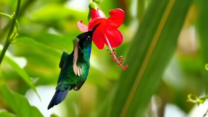 Hummingbird in flight, feeding on a red flower - Powered by Adobe