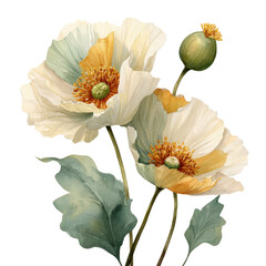 Naklejka premium Elegant Watercolor Poppies Soft Hues Botanical Art isolated on a white background