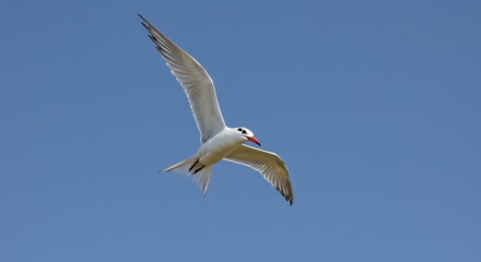 Fototapeta premium Bird in flight against blue sky