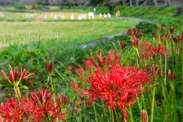 彼岸花と案山子