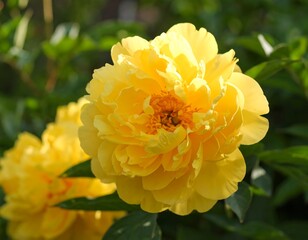 Close-up of a vibrant yellow peony (1)